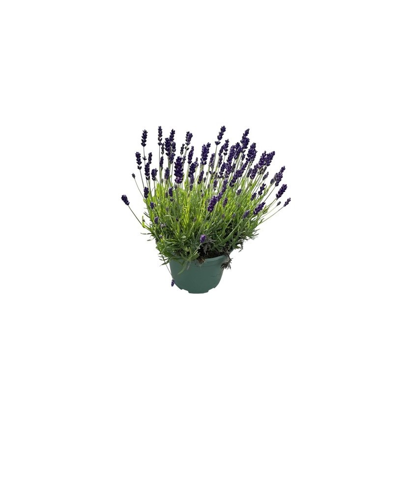 Lavandula Angustifolia Hidcote M17  Lavanda Aromática de Floración Violeta Intensa

