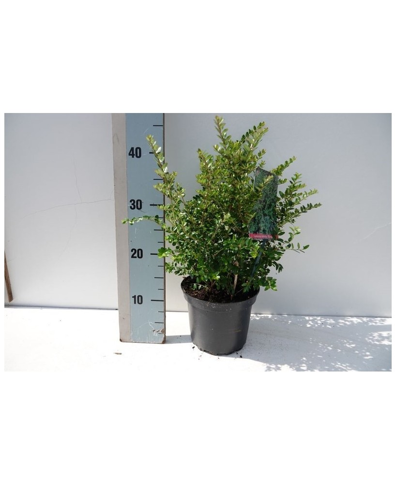 Lonicera Nitida 'Elegant'  Arbusto Perenne para Setos y Borduras, Follaje Verde Todo el Año


