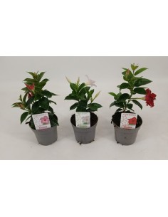 MENDEVILLA RIO 1PP MEZCLADO M10.5