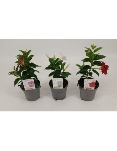 MENDEVILLA RIO 1PP MEZCLADO M10.5