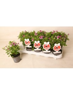 Pelargonium Antimosquito EVA M10.5  Planta Repelente Natural para Mosquitos | Endanea Garden

