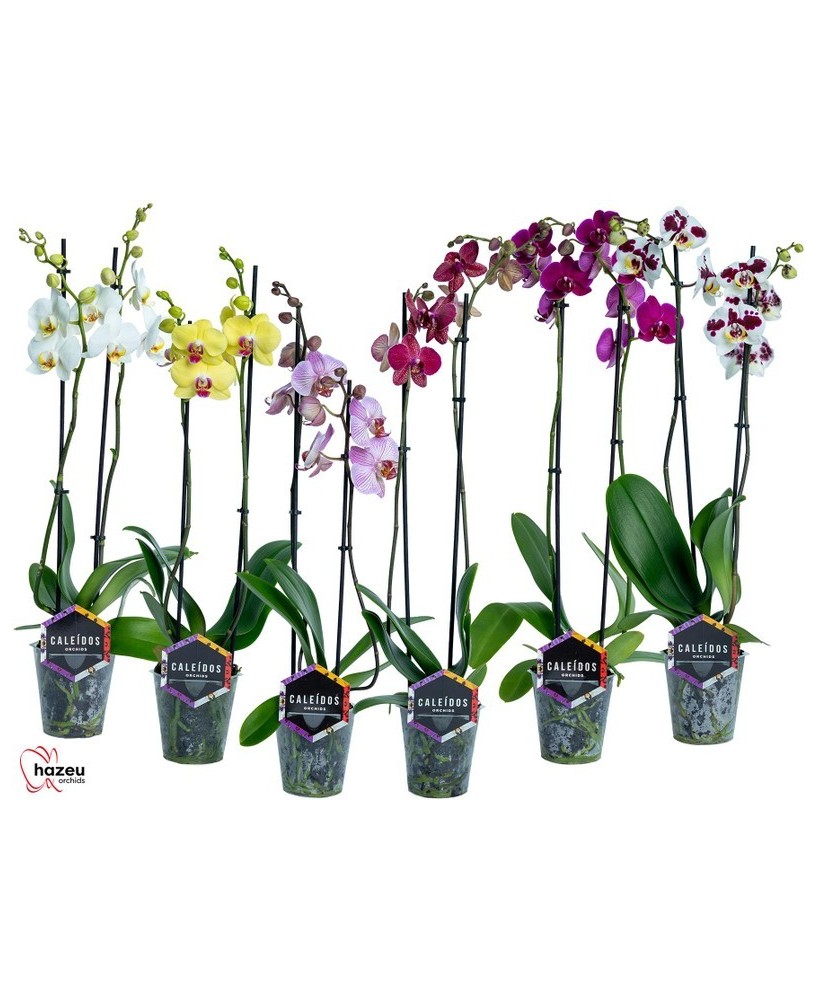 Phalaenopsis Mix 2T 14+ M12 | Orquídea de Interior Variada, Elegante y Fácil de Cuidar

