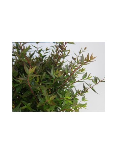 Abelia Grandiflora Postrata 2L  Arbusto Perenne para Borduras y Cobertura de Suelos | Endanea Garden

