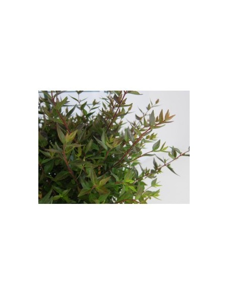 Abelia Grandiflora Postrata 2L  Arbusto Perenne para Borduras y Cobertura de Suelos | Endanea Garden

