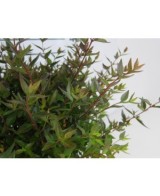 Abelia Grandiflora Postrata 2L  Arbusto Perenne para Borduras y Cobertura de Suelos | Endanea Garden

