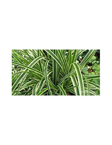 Carex Foliosissima Ice Dance 2.5L  Planta de Follaje Plateado para Jardines y Interiores

