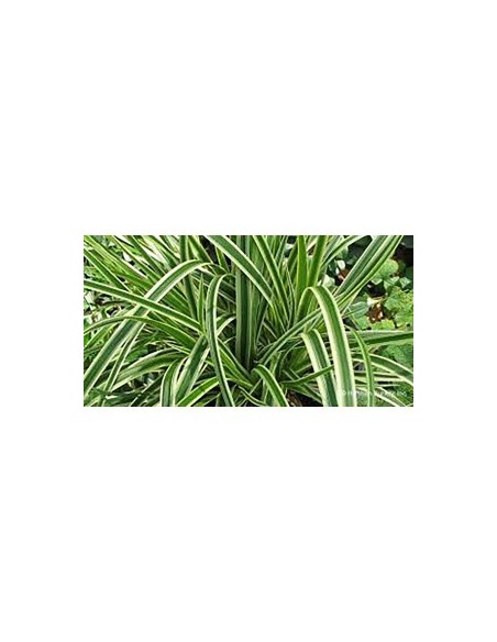 Carex Foliosissima Ice Dance 2.5L  Planta de Follaje Plateado para Jardines y Interiores

