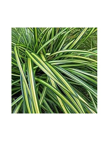 Carex oshimensis Eversheen 2.5L  Planta Perenne con Follaje Verde y Amarillo

