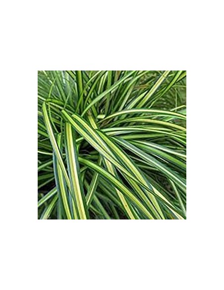 Carex oshimensis Eversheen 2.5L  Planta Perenne con Follaje Verde y Amarillo

