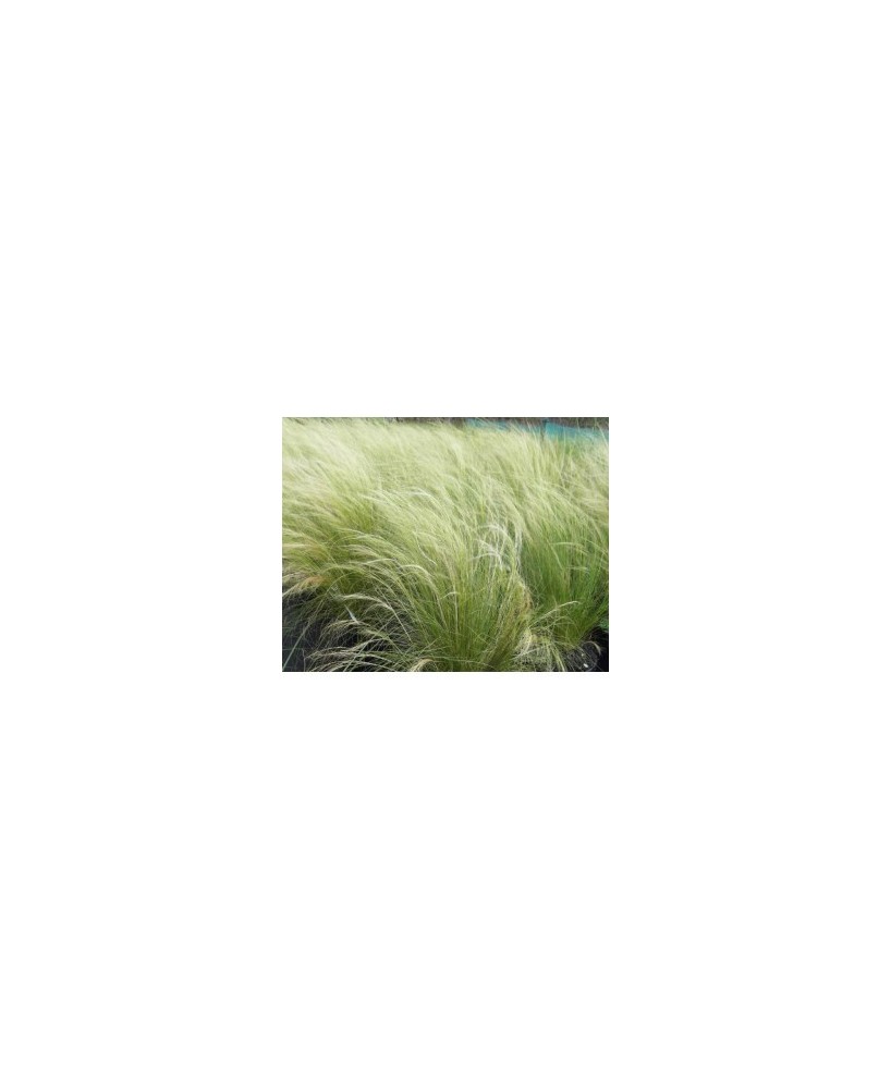 Stipa tenuissima Ponytails 2.5L  Hierba de Ángel para Jardines y Terrazas

