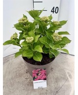 HYDRANGEA MACR. MIX