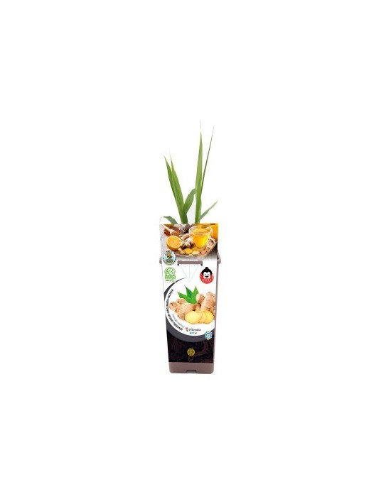 JENGIBRE ZINGIBER OFFICINALE 2L