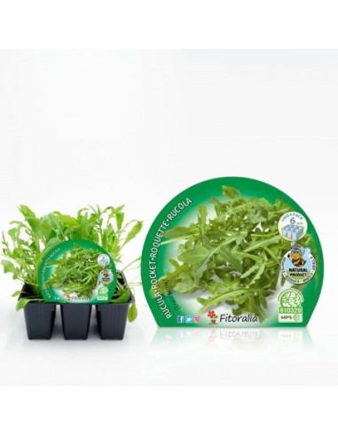 Pack 6 Plantas de Rúcula (Eruca sativa)  Cultivo Fácil y Rápido en Casa

