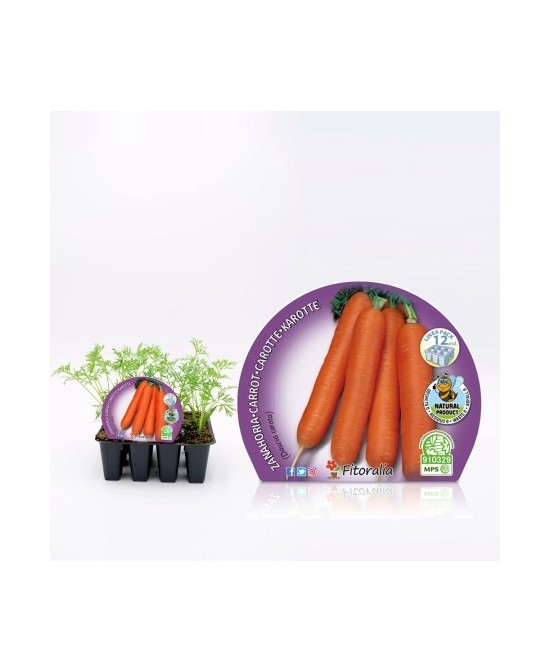 ZANAHORIA PACK 12UD DAUCUS CAROTA