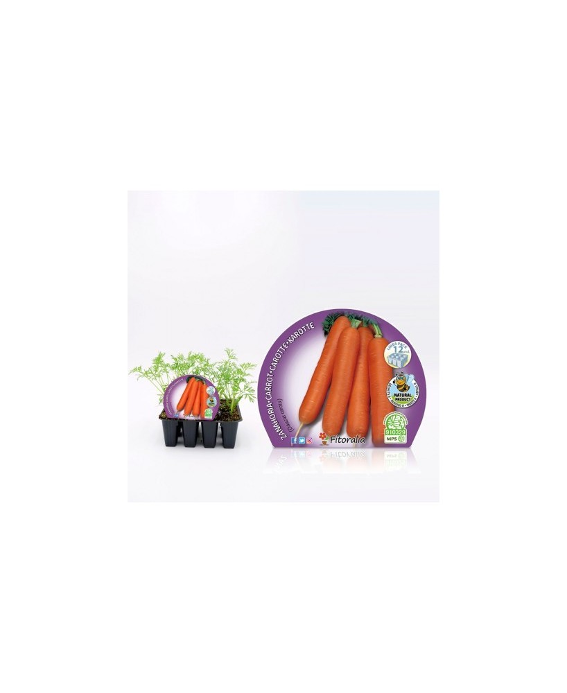 ZANAHORIA PACK 12UD DAUCUS CAROTA