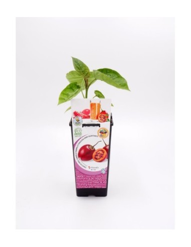 Tamarillo 2L - Planta Frutal Exótica y Ornamental | Endanea Garden

