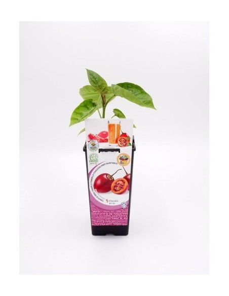 Tamarillo 2L - Planta Frutal Exótica y Ornamental | Endanea Garden

