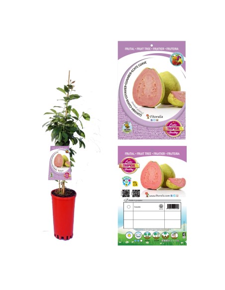 Guayaba M16 6L | Planta Frutal Aromática y Rica en Vitamina C para Jardines y Terrazas

