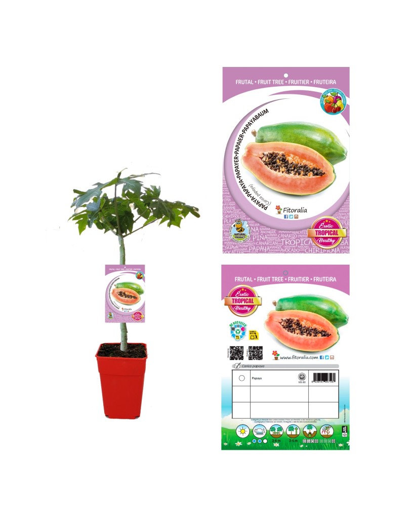 Papaya MC-20 en Maceta 7L  Planta Frutal Tropical para Jardines y Huertos | Endanea Garden

