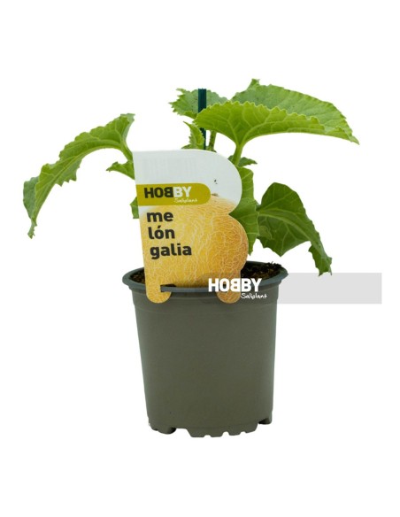 MELON GALIA PACK 1