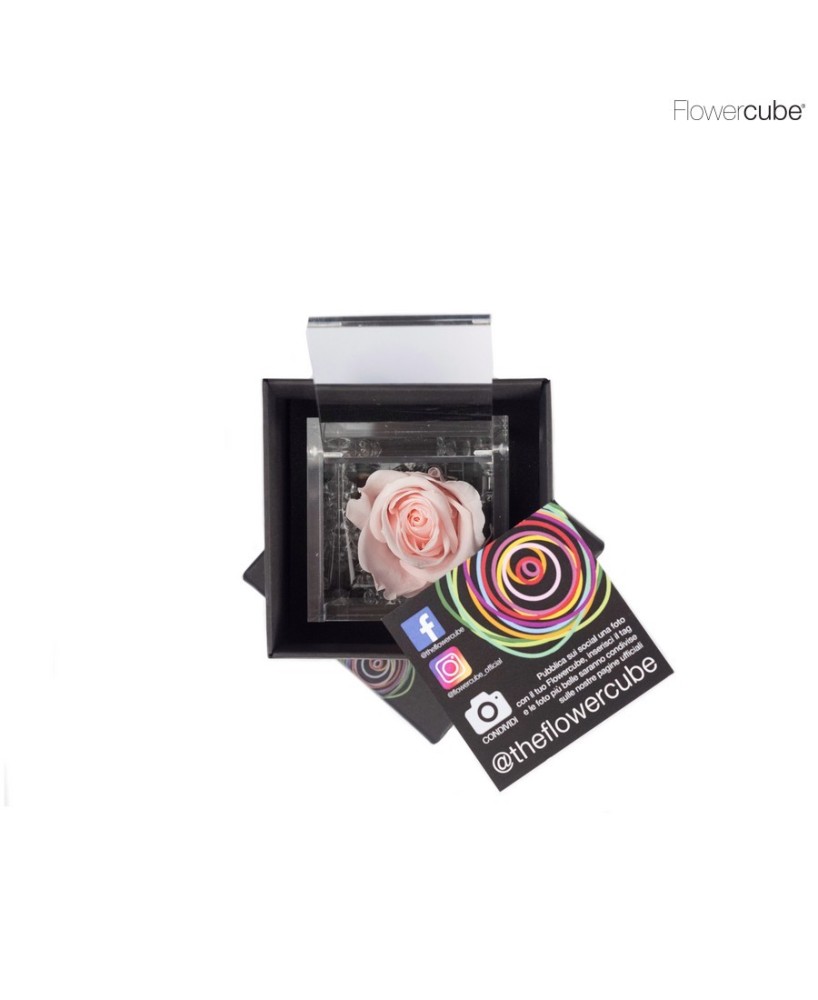 FLOWER CUBE SPECIAL ED ROSA 6X6+PACKAGING PASTEL ROSA