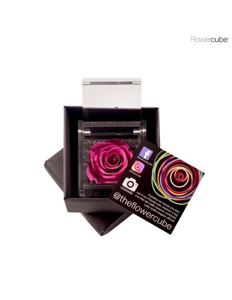 FLOWER CUBE SPECIAL ED ROSA 6X6+PACKAGING ARANDANO