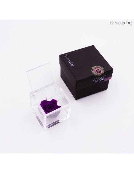 FLOWER CUBE ROSA 6X6+PACKAGING PURPURA