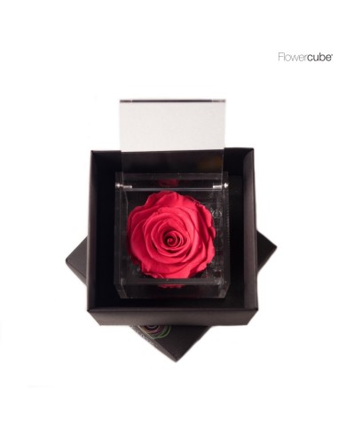 FLOWER CUBE SPECIAL ED ROSA 8X8+PACKAGING CORAL