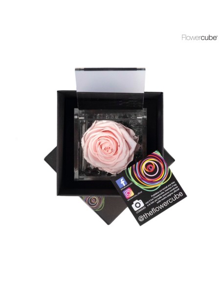 FLOWER CUBE SPECIAL ED ROSA 8X8+PACKAGING ROSA PASTEL