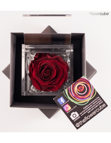 FLOWER CUBE SPECIAL ED ROSA 8X8+PACKAGING BURDEOS