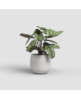 Maceta Hemera 25 cm Crema  Diseño Moderno para Interiores y Exteriores | Endanea Garden

