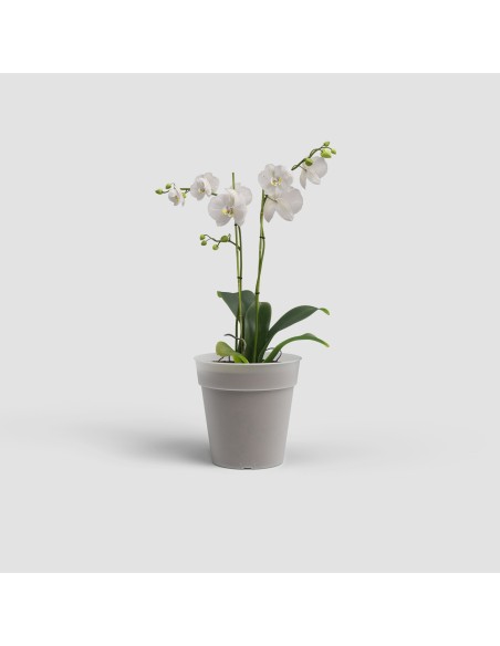 Maceta para Orquídeas 1L Translúcida de Plástico Reciclado  Cultivo Madagascar

