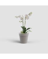Maceta para Orquídeas 1L Translúcida de Plástico Reciclado  Cultivo Madagascar


