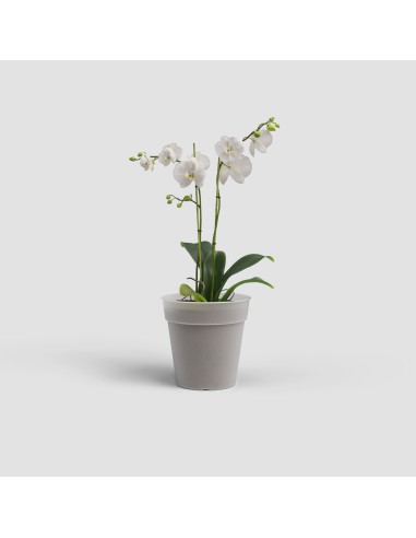 Maceta Madagascar 15 cm Transparente para Producción y Trasplante de Orquídeas