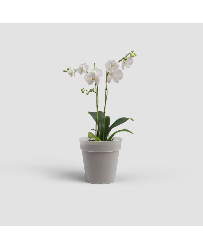 Maceta Madagascar 17 cm Transparente para Producción y Trasplante de Orquídeas