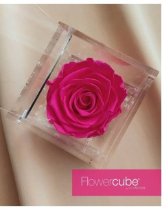 Flowercube Rosa 6x6 Packaging Fucsia Regalo Floral Elegante y Duradero 2