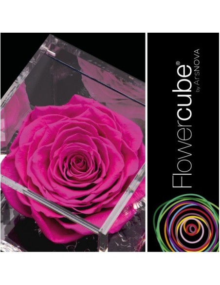 Flowercube Rosa 6x6 Packaging Fucsia Regalo Floral Elegante y Duradero