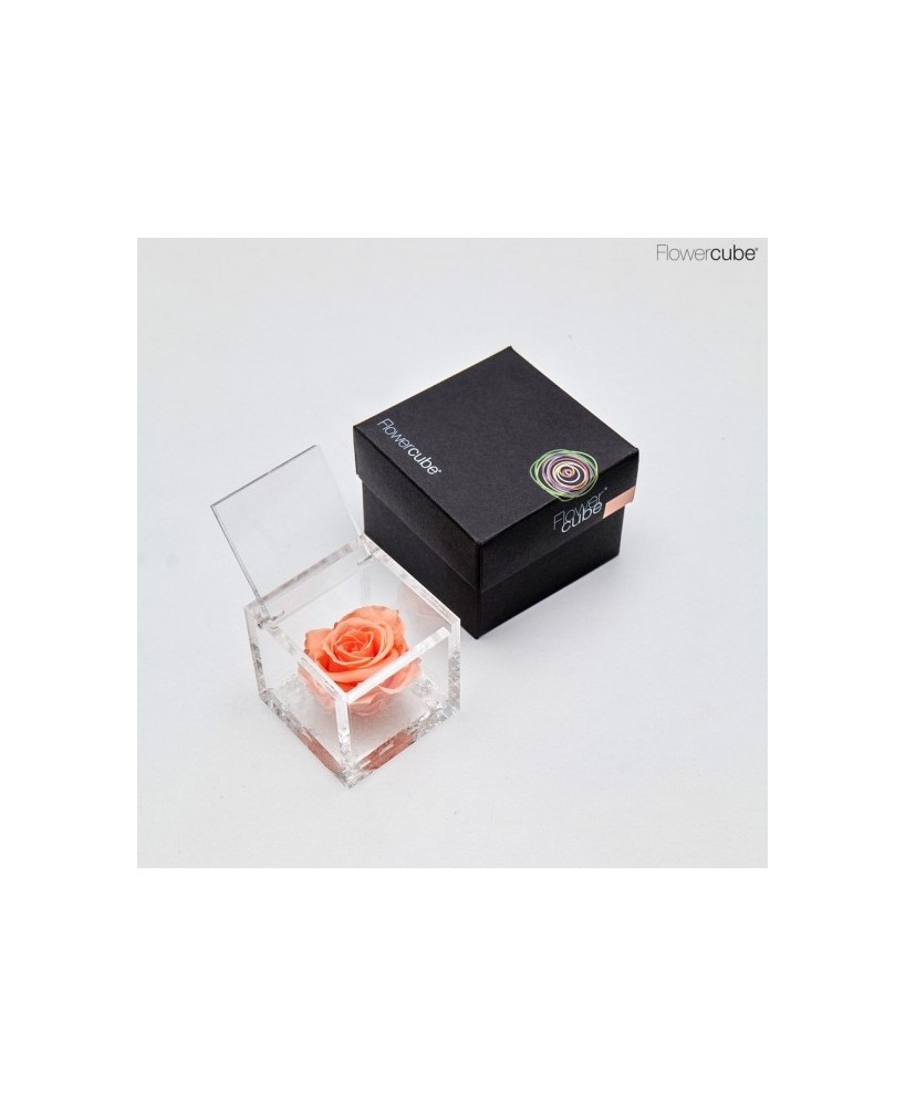 FLOWER CUBE SPECIAL ED ROSA 6X6+ PACKAGING CORAL