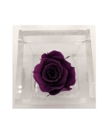 FLOWER CUBE ROSA 6X6+PACKAGING PURPURA