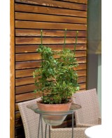 Soportes para Plantas en Macetas 75 cm | Acero Recubierto de Plástica

