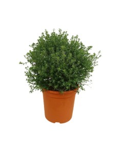 WESTRINGEA BLUE GEM CT24