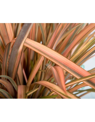 PHORMIUM FLAMINGO CT24