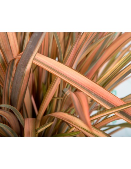 PHORMIUM FLAMINGO CT24