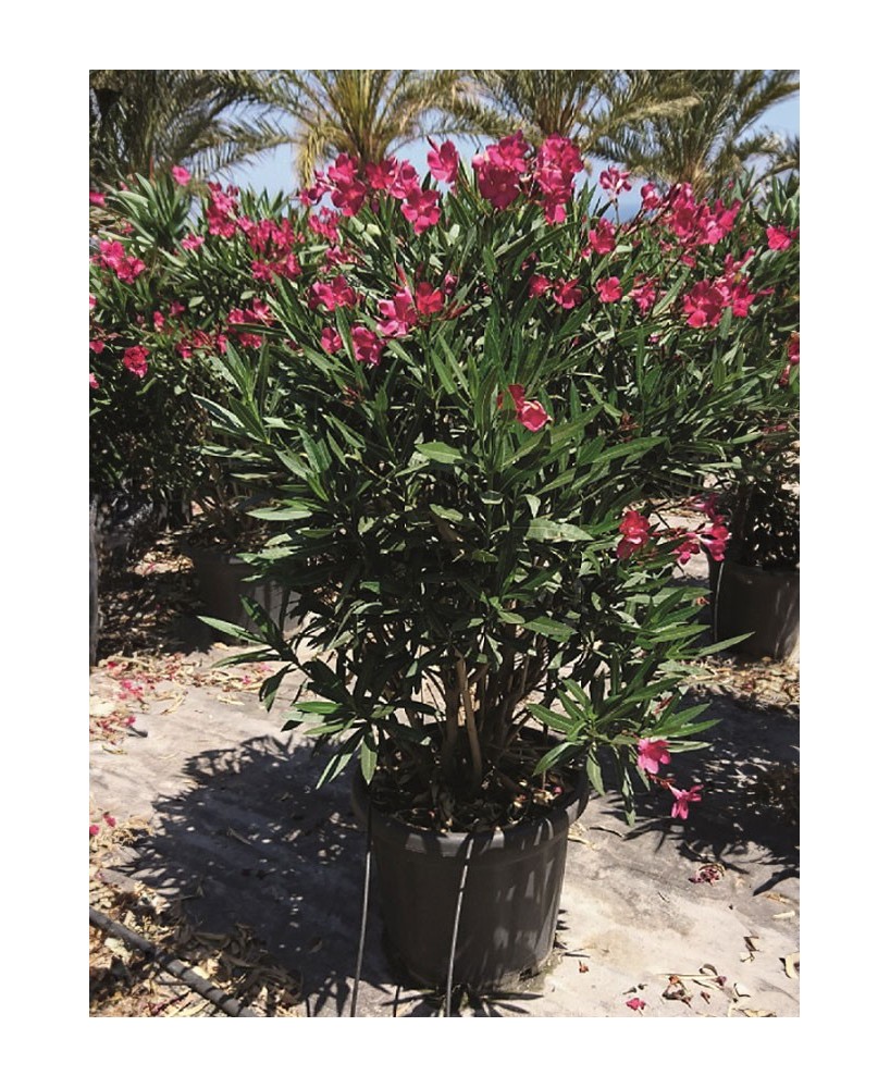 Nerium Oleander (Adelfa)  Arbusto Perennifolio con Floración Duradera | Endanea Garden

