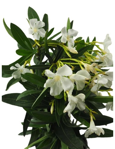 Adelfa Blanca (Nerium Oleander)  Arbusto Perenne Resistente y Elegante

