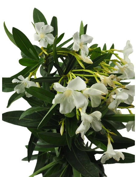 Adelfa Blanca (Nerium Oleander)  Arbusto Perenne Resistente y Elegante

