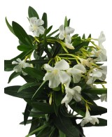 Adelfa Blanca (Nerium Oleander)  Arbusto Perenne Resistente y Elegante

