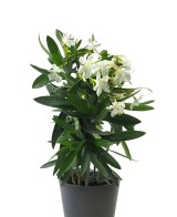 Adelfa Blanca (Nerium Oleander)  Arbusto Perenne Resistente y Elegante

