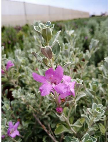 Leucophyllum frutescens  Arbusto Perennifolio Resistente y de Bajo Riego | Endanea Garden


