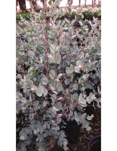 Eucalyptus gunnii Gomero de Sidra  Árbol de Follaje Decorativo y Flores Blancas

